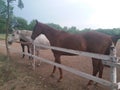 Stable LjubiÃÂevo - Pozarevac Serbia